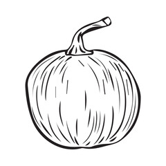 Hand Drawn pumpkin doodle. Sketch style icon. Decoration element. Isolated on white background. Flat design. Vector illustration.