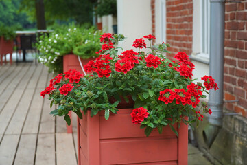 Town flowers in the big wooden pots on street. Interior street cafe with flowers in wooden pot