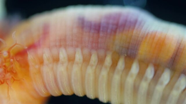 Worm Polychaeta family Terebellidae under a microscope, phylum Annelida. Possibly species Neoamphitrite figulus. Work of internal organs is visible. White Sea