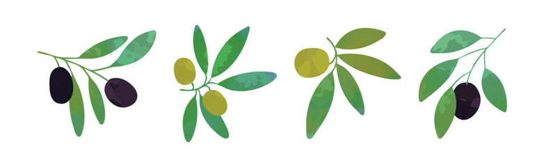 Olive Branch with Green and Black Fruit Vector Set