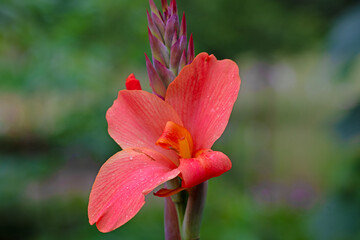 Gladioli, in Victoria Park, Sri Lanka.