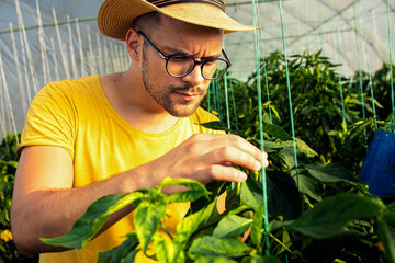 Farmer standing in paprika greenhouse checking vegetable for harvest.