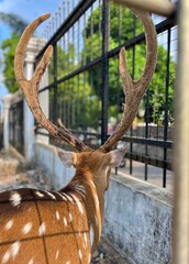a view of a stag from behind looking out of his cage