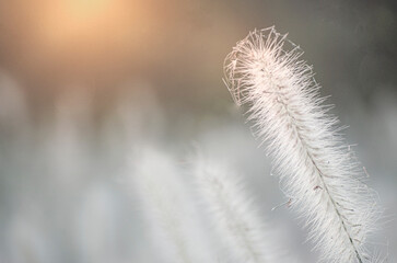 Poaceae grass flowers of winter meadow of Korea.