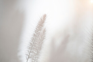 Poaceae grass flowers of winter meadow of Korea.