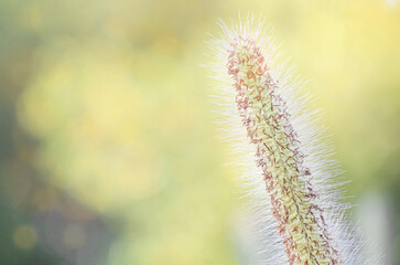 Poaceae grass flowers of winter meadow of Korea.