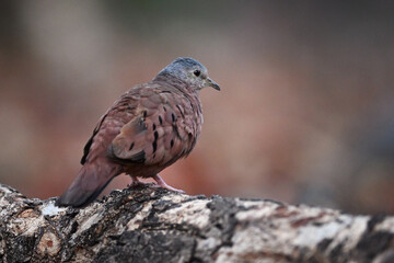 Fototapeta premium Ruddy Ground Dove Perched on Log in Soft, Earth-Toned Atmosphere