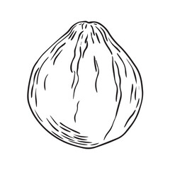 Hand Drawn pumpkin doodle. Sketch style icon. Decoration element. Isolated on white background. Flat design. Vector illustration.