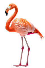 Pink flamingo isolated on white background