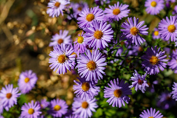 Aster daisy in mid-autumn. The purple flower attracts bees.