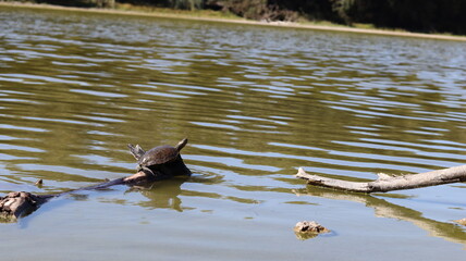 Turtle Basking on a Log in Calm Lake Waters with Natural Surroundings, Perfect for Nature and Wildlife Photography, High-Resolution Turtle Stock Images, Ideal for Turtle Illustrations and Turtle