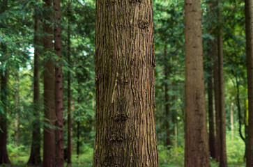 Fototapeta premium Tree trunk bark in a forest. Close up shot, shallow depth of field, no people
