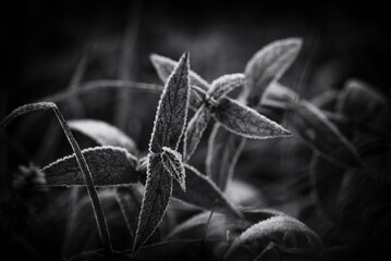 GROUND FROST - Cold frost on leaves of a small plant 
