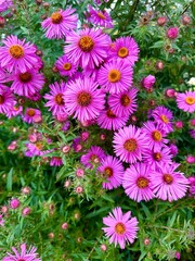 Natural vertical background of bright pink Michaelmas daisies, asters on a background of green leaves. Autumn flowers greeting card, mobile photo.