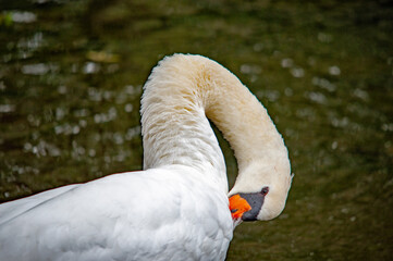 Ein weißer Schwan auf dem Wasser