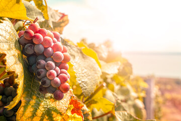 wine grape on sunny field with beautiful lake Balaton view