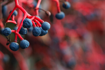 Virginia Creeper (Parthenocissus Quinquefolia) plant and his fruits in fall season.