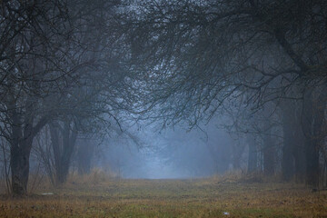 A beautiful nature photo of a frosty morning, as the mist descends among the trees in a deserted, barren orchard.