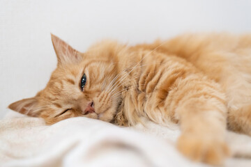 Fototapeta premium 眠るふわふわな毛並みの猫 茶トラ猫