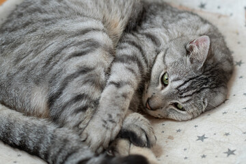 眠る猫　サバトラ猫