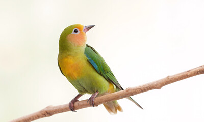 lovebird  isolated on white background