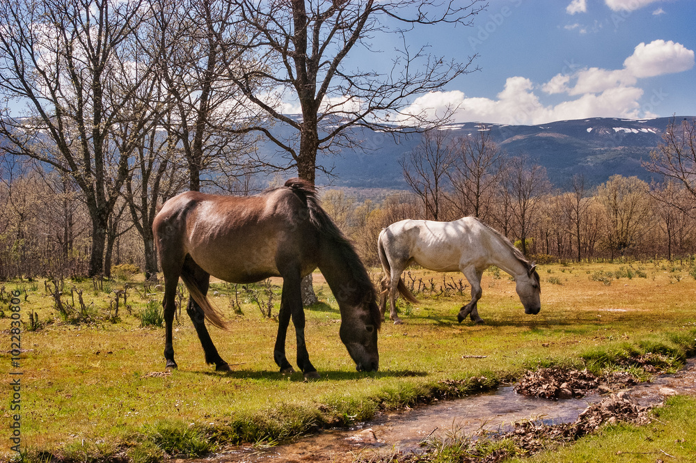 Wall mural two horses, one brown and one white, graze peacefully by a small stream. the picturesque setting inc