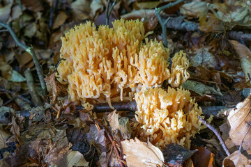 Close up of pinkish coral mushroom, (Ramaria formosa) in beech woods in Austria
