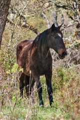 Fototapeta premium A dark brown horse stands amidst a natural landscape, partially obscured by branches and foliage. The horse’s alert posture and attentive gaze convey a sense of vigilance in its untamed surroundings