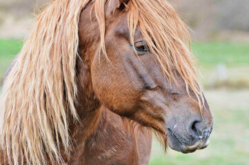 Brown Horse Portrait