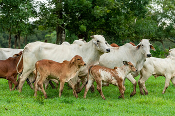 Herd of young brahman cattle in a field, Panama, Central America - stock photo