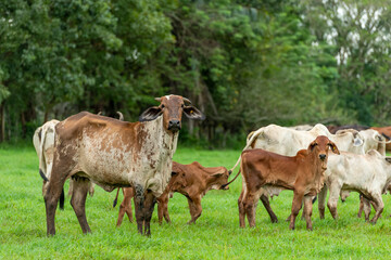 Herd of young brahman cattle in a field, Panama, Central America - stock photo