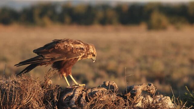 A Western Marsh Harrier feeds on its prey while perched on a tree stump in an open field during sunset in Spain.