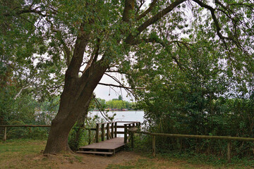 Fototapeta premium Serene Lake View with Wooden Dock and Lush Greenery