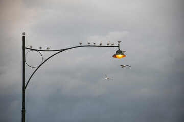 Gulls gathered and fluing around an illuminated street lamp against a dark and ominous cloud bank