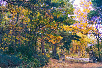 Autumn Gate in a Serene Forest