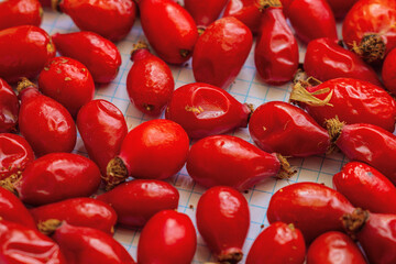 Freshly harvested red ripe juicy rosehip fruits lie in close-up on a sheet of a checkered notebook for drying and use in folk medicine. Natural components in pharmacology, vitamin C.