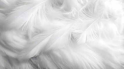 White feather background, elegant texture, white feather pattern, white feather material
