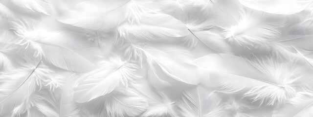 Obraz premium White feather background, elegant texture, white feather pattern, white feather material