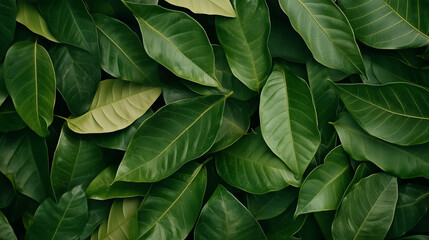 Fototapeta premium green leaves background