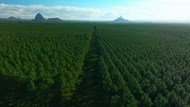 Glass House Mountains Sunshine Coast Queensland QLD Australia aerial drone blue sky sunny clouds Lutton Beerburrum Peachester State bush forest Gum Eucalyptus Para Rubber Trees forward pan up motion