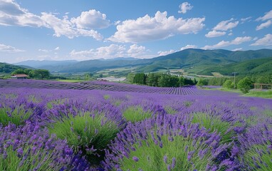 Obraz premium lavender fields in the mountains