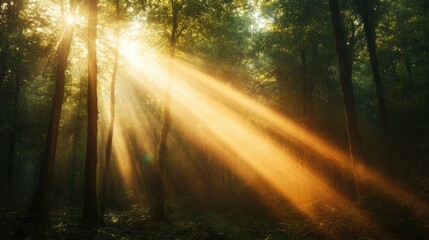 Fototapeta premium An enchanting forest scene with sunlight streaming through dense trees, highlighting the beauty of nature, tranquility, and the interplay of light and shadow.