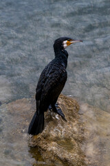 A large cormorant stands on a rock. 