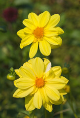 Beautiful close-up of an yellow dahlia flower