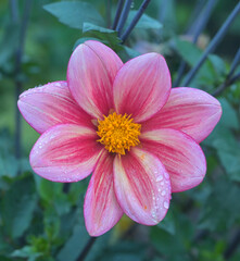 Fototapeta premium Beautiful close-up of red dahlia flower