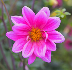 Beautiful close-up of a pink dahlia flower