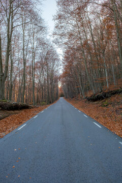 A deserted road stretches into the distance, bordered by autumnal trees with orange leaves, creating a sense of solitude and endless possibilities ahead.