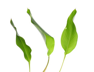 Set egotic green leaves isolated on white, clipping path