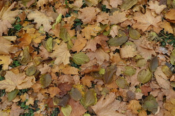 Dull brown fallen leaves of maple on the ground in October