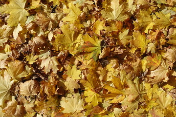 Multicolored fallen leaves of maple on the ground in mid October